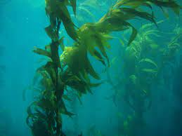 alghe di valeria torri